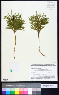 Dendrolycopodium hickeyi image