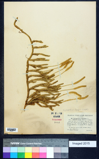 Lycopodium lagopus image