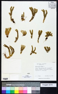 Lycopodium selago image