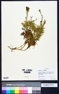 Diphasiastrum thyoides image