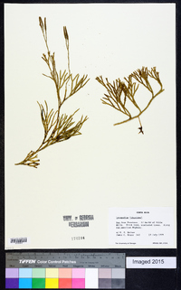 Diphasiastrum thyoides image