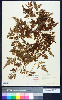 Lygodium japonicum image