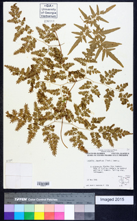 Lygodium japonicum image