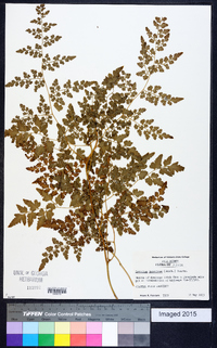 Lygodium japonicum image