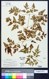 Lygodium japonicum image