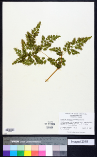 Lygodium japonicum image