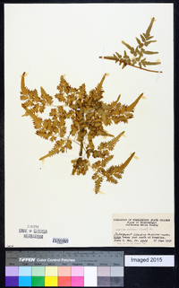 Lygodium japonicum image