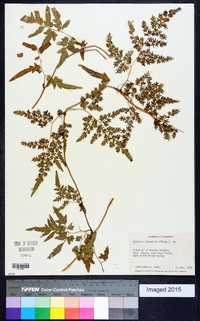 Lygodium japonicum image