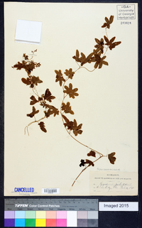 Lygodium palmatum image