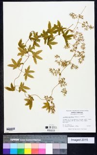 Lygodium palmatum image