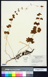 Lygodium palmatum image