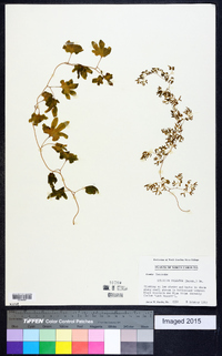 Lygodium palmatum image