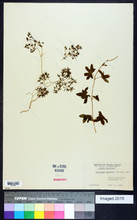 Lygodium palmatum image