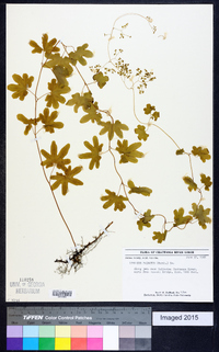 Lygodium palmatum image