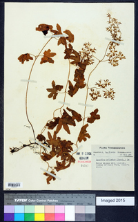 Lygodium palmatum image