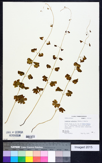 Lygodium palmatum image