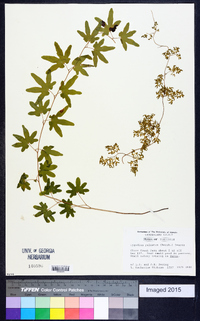 Lygodium palmatum image