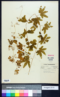 Lygodium palmatum image
