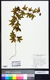 Lygodium palmatum image