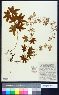 Lygodium palmatum image