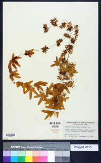 Lygodium palmatum image