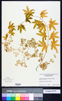 Lygodium palmatum image