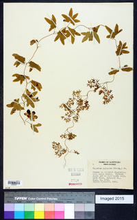 Lygodium palmatum image