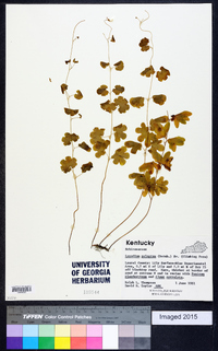 Lygodium palmatum image