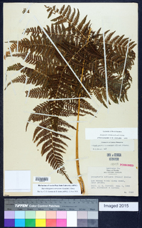 Macrothelypteris torresiana image