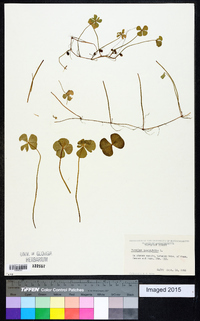 Marsilea quadrifolia image