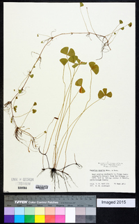 Marsilea vestita image