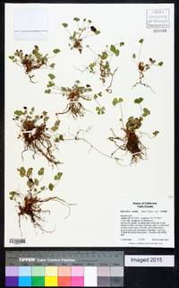 Marsilea vestita image