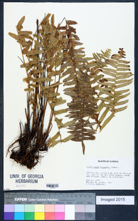 Nephrolepis biserrata image