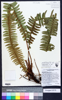 Nephrolepis exaltata image