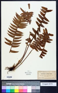 Nephrolepis exaltata image