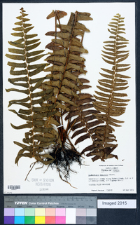 Nephrolepis exaltata image