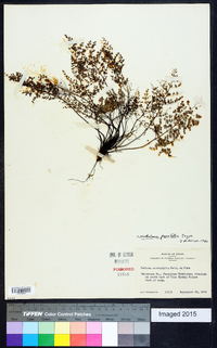 Argyrochosma microphylla image