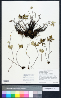 Notholaena standleyi image