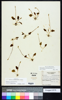 Ophioglossum crotalophoroides image