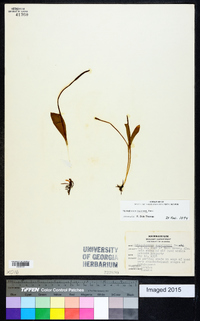 Ophioglossum engelmannii image