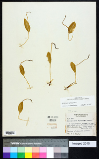 Ophioglossum engelmannii image