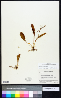 Ophioglossum engelmannii image