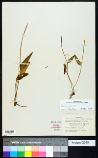 Ophioglossum petiolatum image