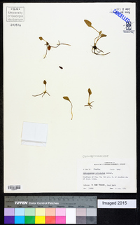 Ophioglossum petiolatum image