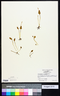 Ophioglossum petiolatum image