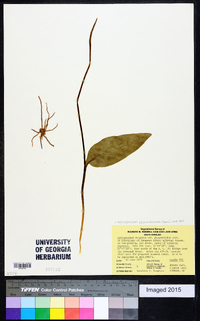 Ophioglossum vulgatum image