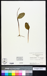 Ophioglossum vulgatum image