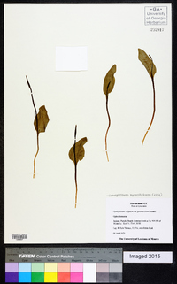 Ophioglossum vulgatum image