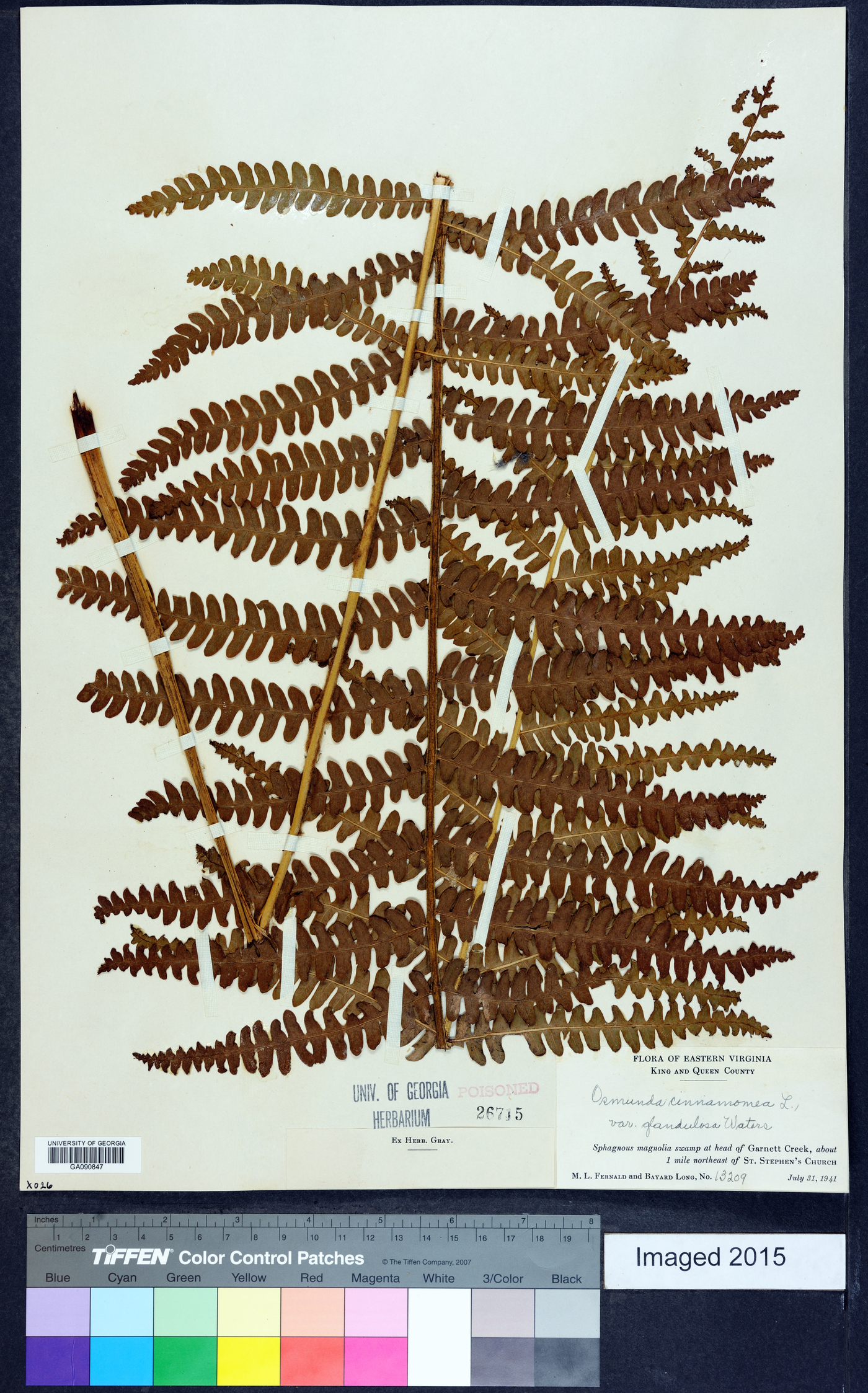 Osmundastrum cinnamomeum var. glandulosum image