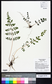 Pellaea andromedifolia image